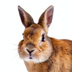 Mulberry Avenue I am Animal Facts Childrens Kindle Book-0