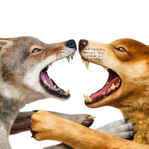 Scholastic Who Would Win Childrens Mammal Book Series-0