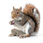 My Incredible World Nature Animal Picture Book Children-0