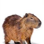 Admore Publishing Childrens Mammal Book Kindle English-0