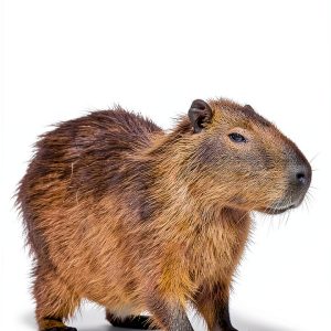 Admore Publishing Childrens Mammal Book Kindle English-0