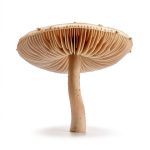 Fungi Trivia eBook World of Fungi 99 Page Print Replica High Rating-0