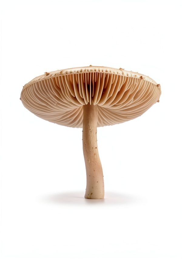 Fungi Trivia eBook World of Fungi 99 Page Print Replica High Rating-0